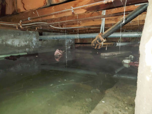 Best Water damage restoration near me  in Monee, IL